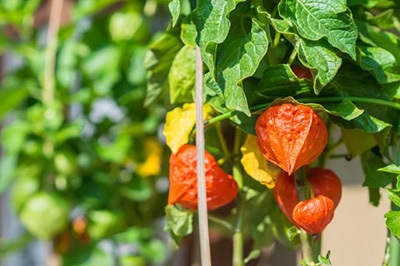 Ingredients of Gaia Herbs Adrenal Health