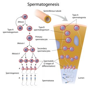 spermatogenesis diagram